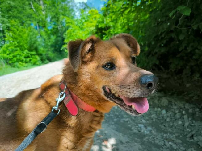 Spokojny piesek prosi o dom