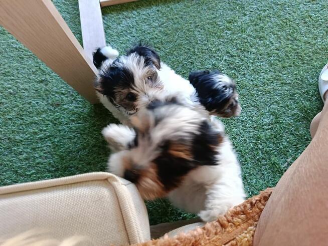 Yorkshire Terrier Biwer