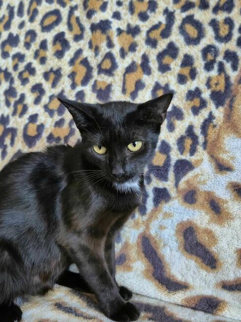 Oddam 2 czarne kotki w dobre ręce słodkie już do rezerwacji