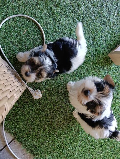 Yorkshire Terrier Biwer