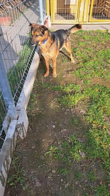 Lizak - cudowny, delikatny owczarkowaty psiak!