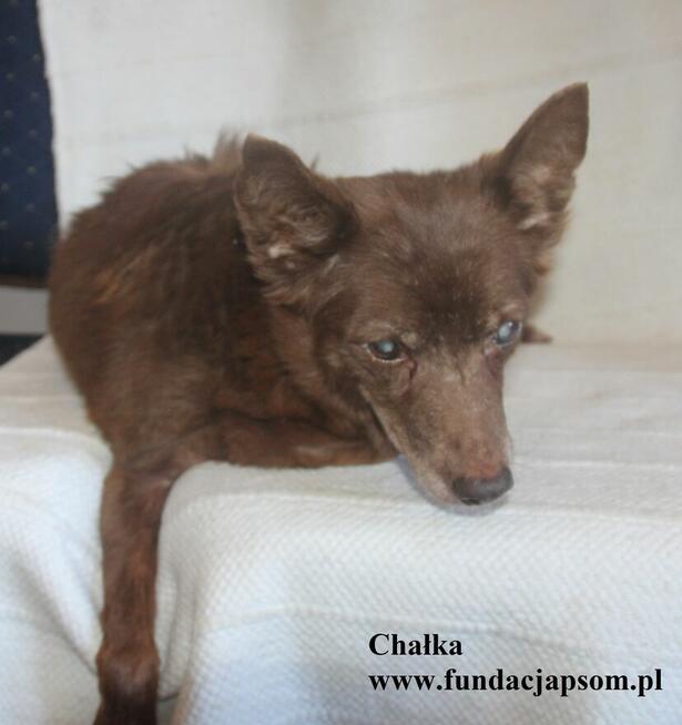 Chałka - spokojna babunia