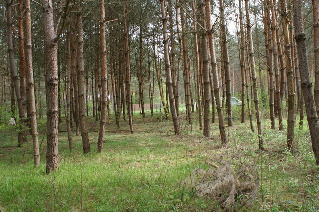 Sprzedam działkę rekreacyjną 29a w Czerwonej Woli, Sieniawa