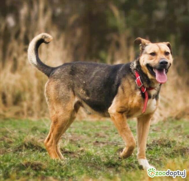 JUNAK - zbyt pospolity by dać mu dom? Błaga o dom!