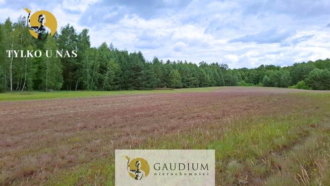 DUŻA DZIAŁKA ROLNA Z LASEM - MĘCIKAŁ gm. Brusy