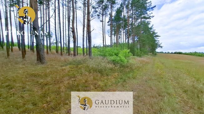 DUŻA DZIAŁKA ROLNA Z LASEM - MĘCIKAŁ gm. Brusy