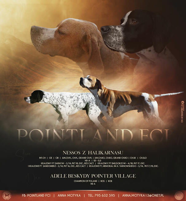 Pointer szczenięta wyżła angielskiego