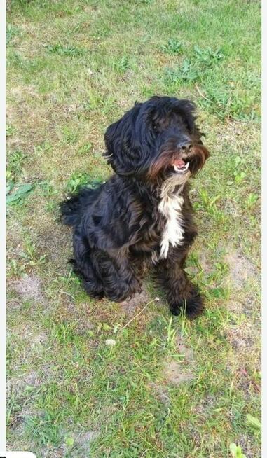 Pixel szuka dobrego domu piesek w typie sznaucera