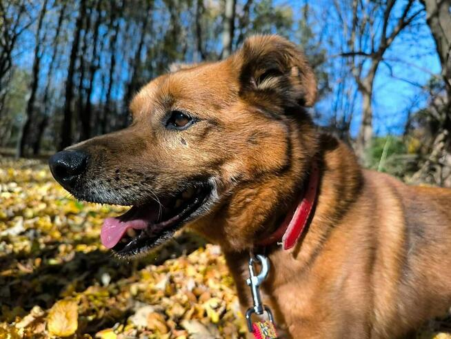 Spokojny piesek prosi o dom