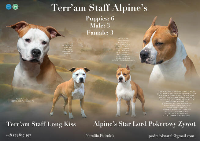 Amstaff szczeniaki FCI