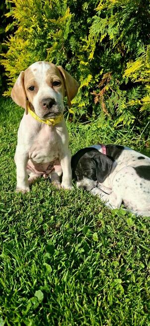 Pointer szczenięta wyżła angielskiego