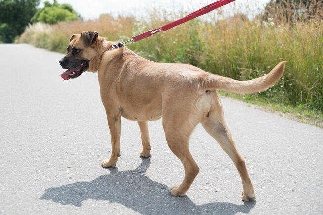 Aza - wesoła, łagodna suczka w typie molosa