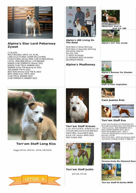 Amstaff szczeniaki FCI