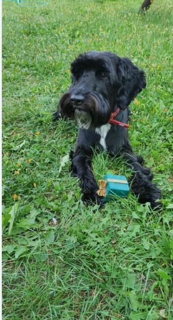 Pixel szuka dobrego domu piesek w typie sznaucera