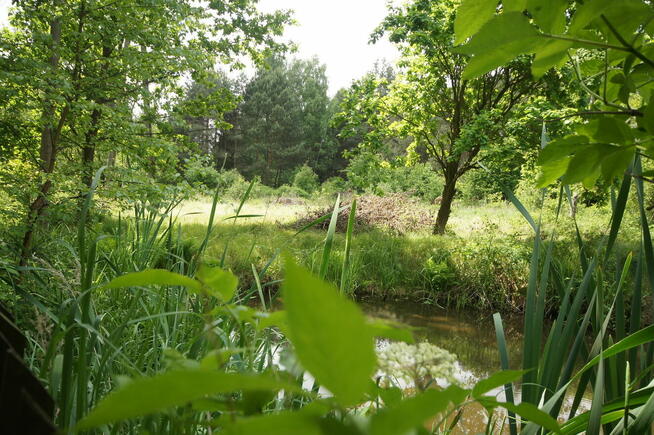 W otoczeniu lasu z własnym stawem - idealne miejsce na dom