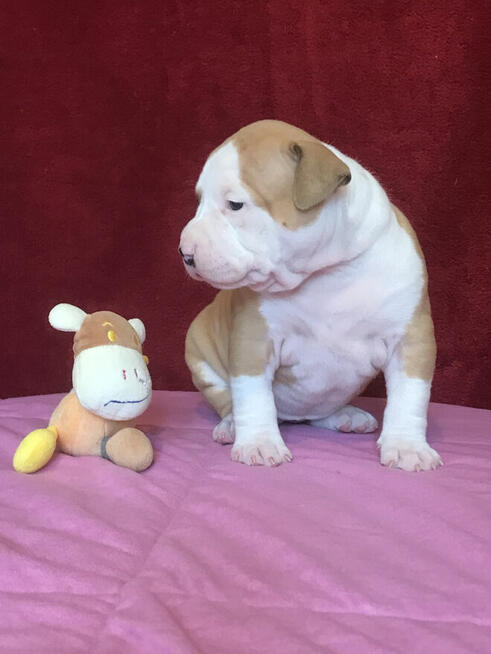 Amstaff szczeniaki FCI