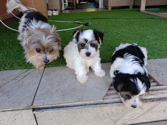 Yorkshire Terrier Biwer