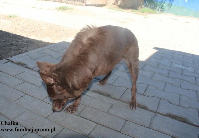 Chałka - spokojna babunia