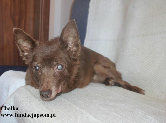 Chałka - spokojna babunia