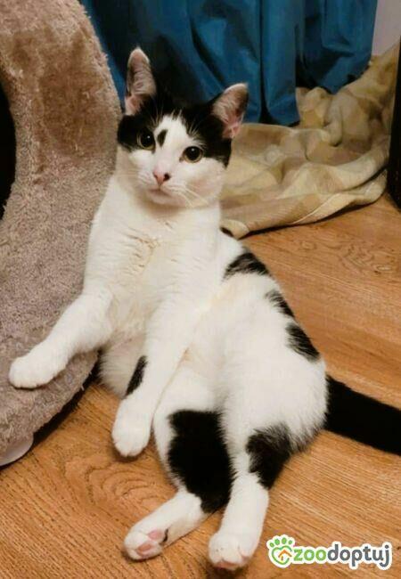 RUMI I MIĘTA - super kociaki szukają domów