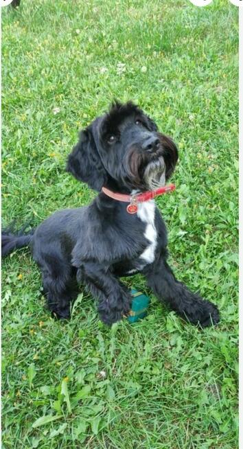 Pixel szuka dobrego domu piesek w typie sznaucera