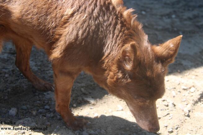 Chałka - spokojna babunia