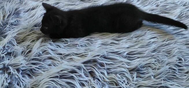 Oddam 2 czarne kotki w dobre ręce słodkie już do rezerwacji