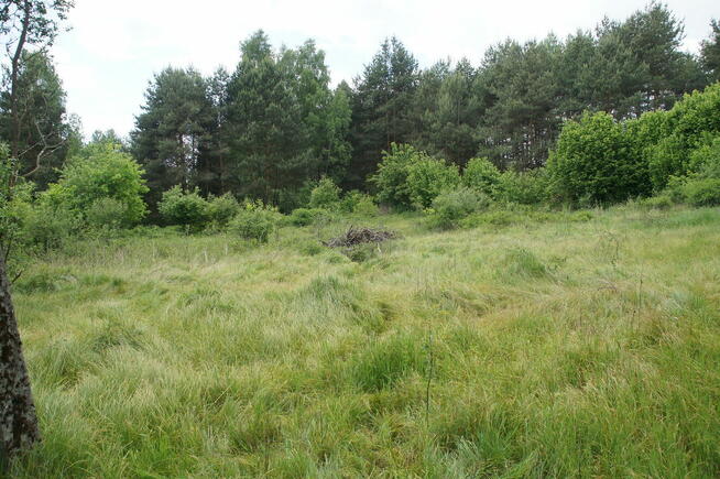 W otoczeniu lasu z własnym stawem - idealne miejsce na dom