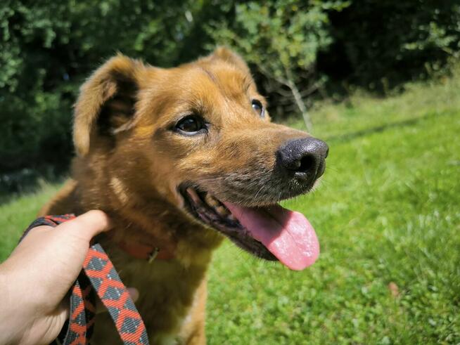 Psi kawaler prosi o dom