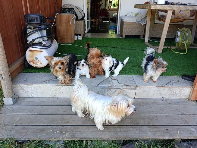 Yorkshire Terrier Biwer