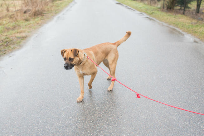 Aza - wesoła, łagodna suczka w typie molosa