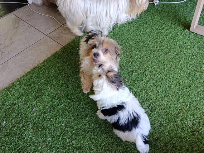 Yorkshire Terrier Biwer