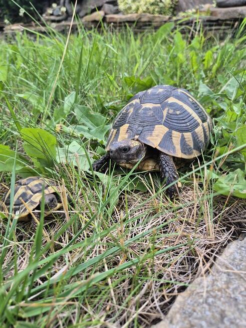 Żółwie greckie na sprzedaż