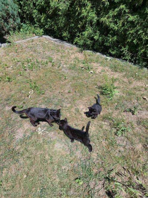 Oddam 2 czarne kotki w dobre ręce słodkie już do rezerwacji