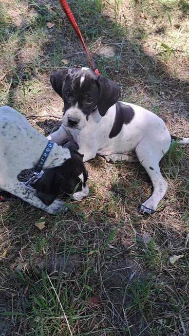 Pointer szczenięta wyżła angielskiego