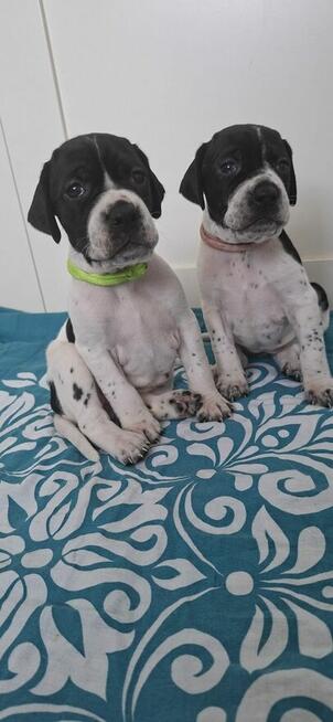 Pointer szczenięta wyżła angielskiego