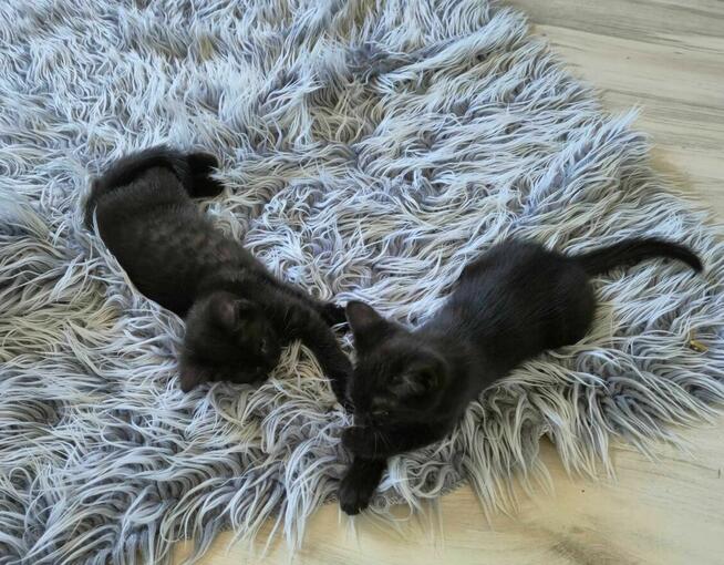 Oddam 2 czarne kotki w dobre ręce słodkie już do rezerwacji