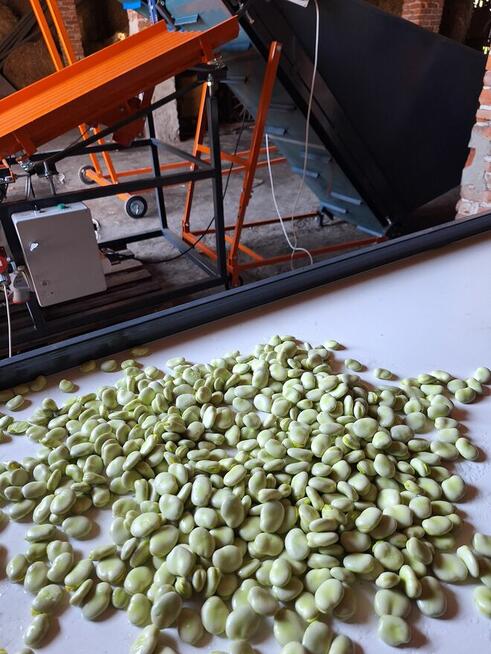 Sprzedam młody bób