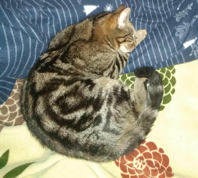 Zaginął 3 letni bury Kot. Warszawa Włochy