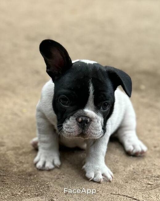 Buldog Francuski
