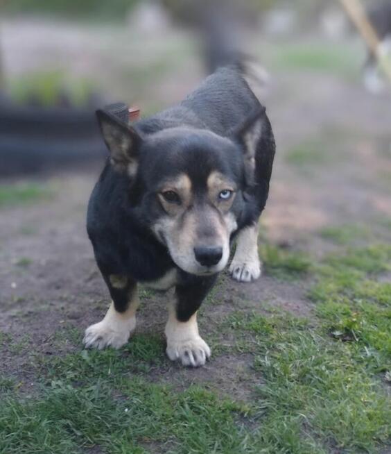 Minihusky, miastowy, wychowany CORGI mix