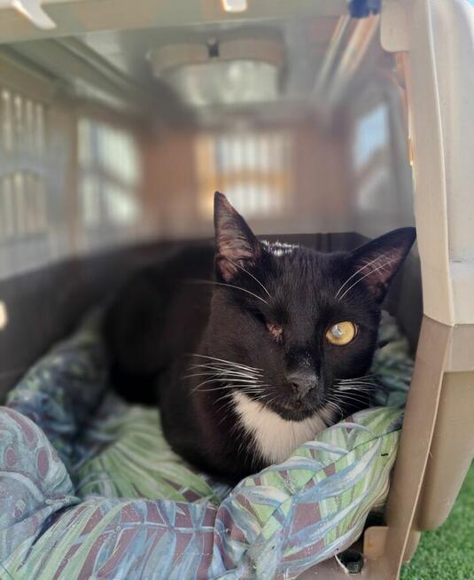 Marcepanek jednooczek czarno biały kot szuka domu adopcja