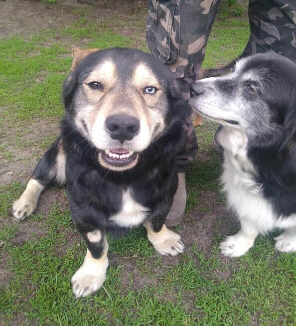 Minihusky, miastowy, wychowany CORGI mix