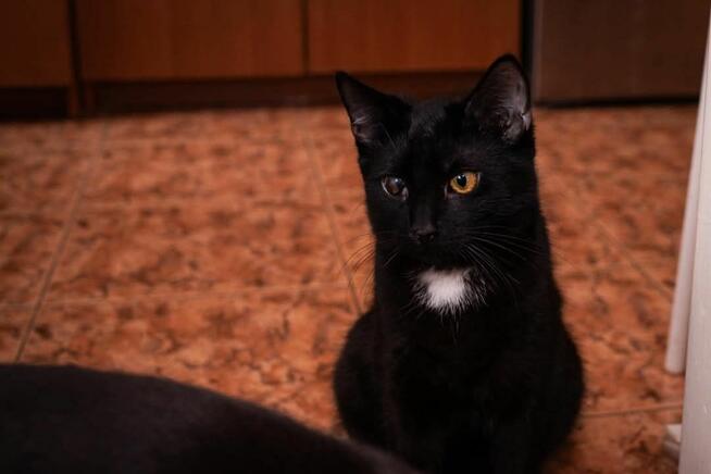 Makrel wesoły kotek szuka domu, adopcja w całej Polsce