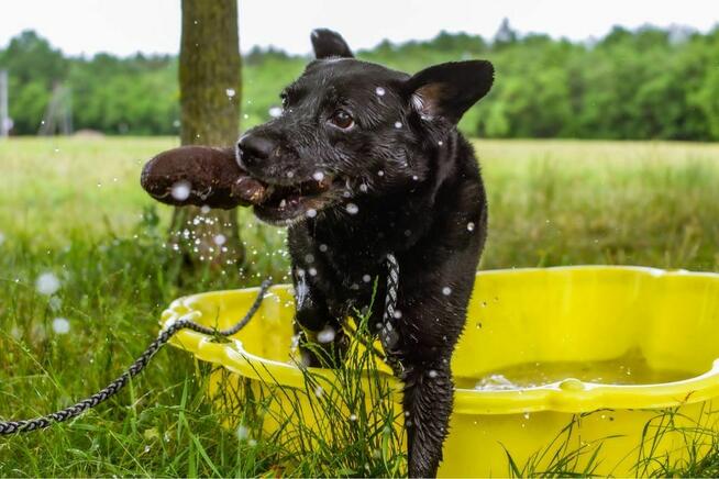Lidka -starsza czarna suczka czeka na wymarzony dom-adopcja
