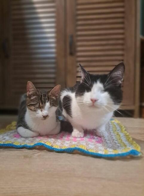 Calineczka niewidoma buro-biała koteczka szuka domu, adopcja