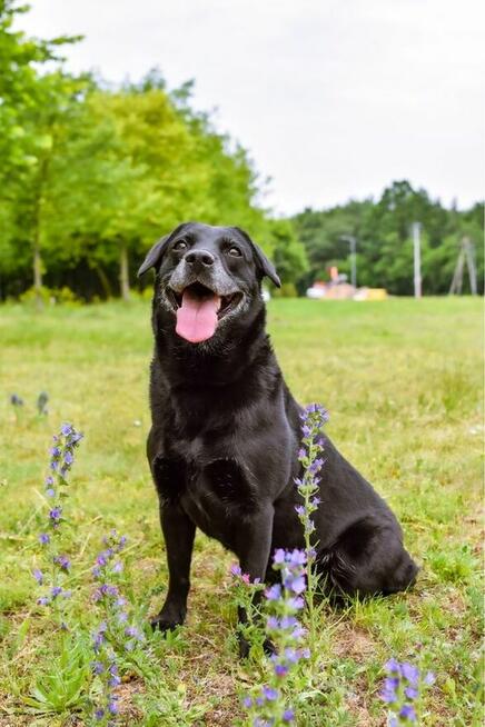 Lidka -starsza czarna suczka czeka na wymarzony dom-adopcja