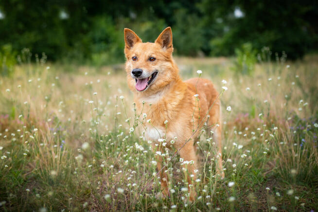 Lisek, przyjazny, wesoły rudzielec szuka domu!