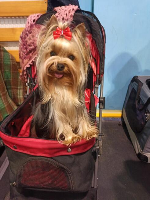 Yorkshire terrier suczka ZKWP