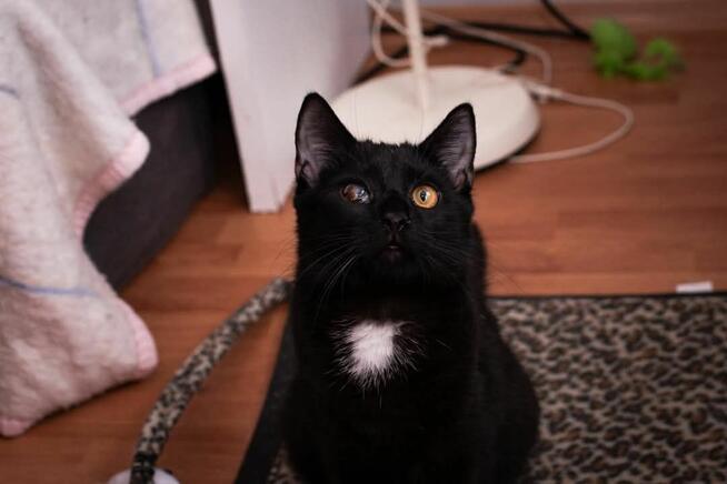 Makrel wesoły kotek szuka domu, adopcja w całej Polsce